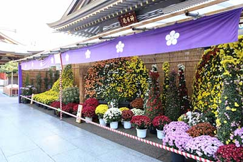 文京花の五大まつりとして有名な菊の展示会
