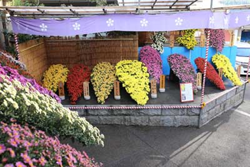関東でもこれだけの菊を見られるところは珍しい