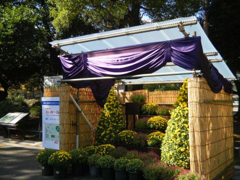 約2,000点の菊を展示!「東京都観光菊花大会」が2015年11月1日(日)~23日(月・祝)に開催