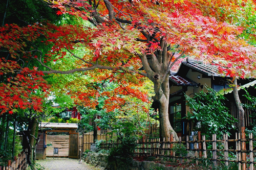 京王百草園「 紅葉まつり」