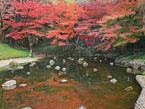 いよいよ480本のモミジが見ごろに!小石川後楽園で「深山紅葉を楽しむ」が11/21(土)~12/6(日)