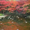 いよいよ480本のモミジが見ごろに!小石川後楽園で「深山紅葉を楽しむ」が11/21(土)~12/6(日)