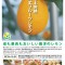 大きさ3倍の「八丈フルーツレモン」がデビュー！八丈島の新ブランドとして12/下から販売開始