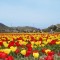 関東最大級のチューリップ畑！羽村市「チューリップまつり2015」が4/9～4/26開催