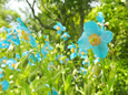 箱根湿生花園のヒマラヤの青いケシ