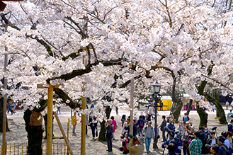 境内にある東京の開花標本木