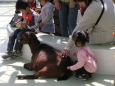 江戸川区自然動物園