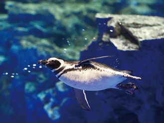 のんびりと水槽を泳ぐペンギン