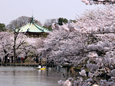 上野公園の「うえの桜まつり」
