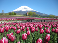 富士山の裾野 天空のチューリップ祭り
