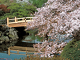 新宿御苑の桜（春の特別開園）