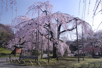 小石川後楽園 梅まつり 花の名所 見ごろ Tokyoおでかけガイド