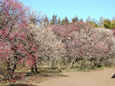神代植物公園 梅まつり