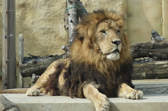 「ライオン舎【PRIDE OF LION】」
