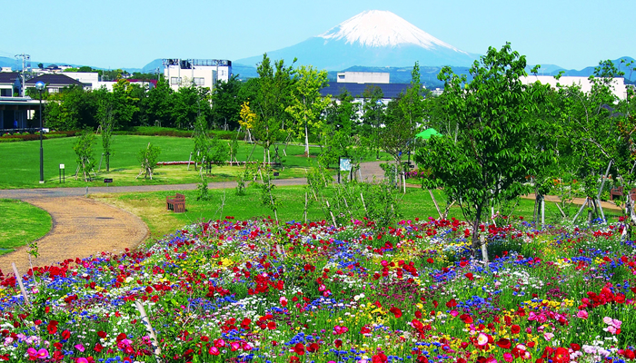 神奈川県立花と緑のふれあいセンター　花菜ガーデン