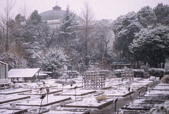 雪の植物園